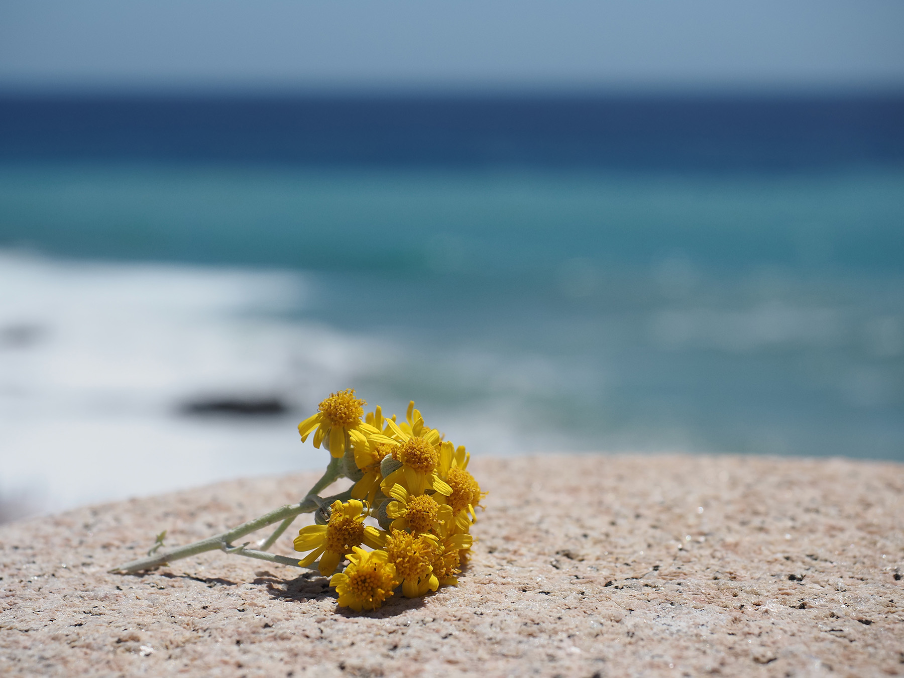 OLYMPUS OM-D E-M1 MK III  con 12-40 F 2.8 PRO