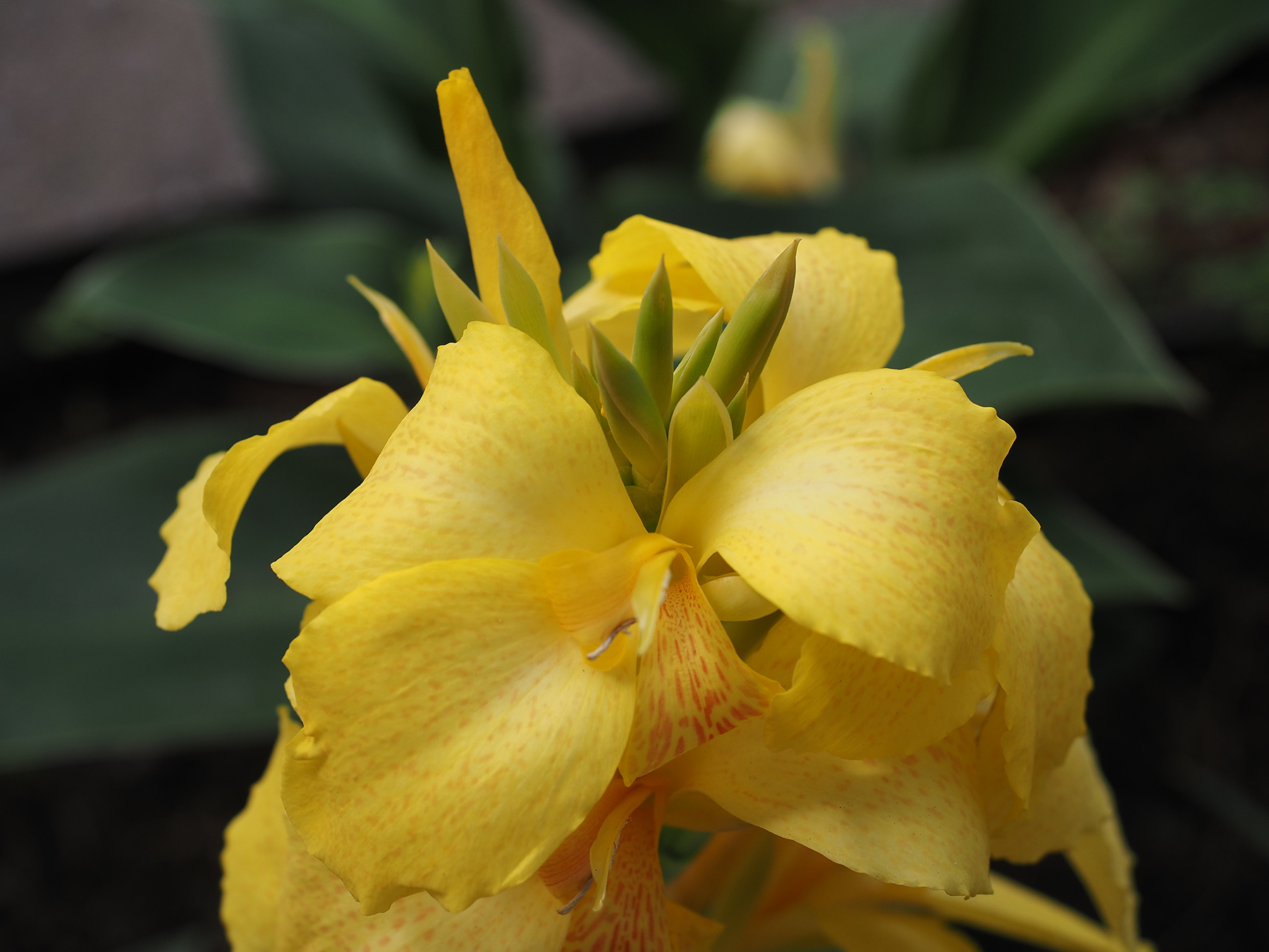 OLYMPUS OM-D E-M1 MK III  con 12-40 F 2.8 PRO