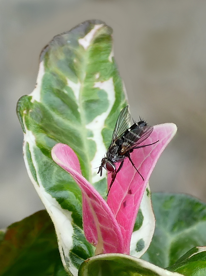 *** L'unica cosa con le ali ***