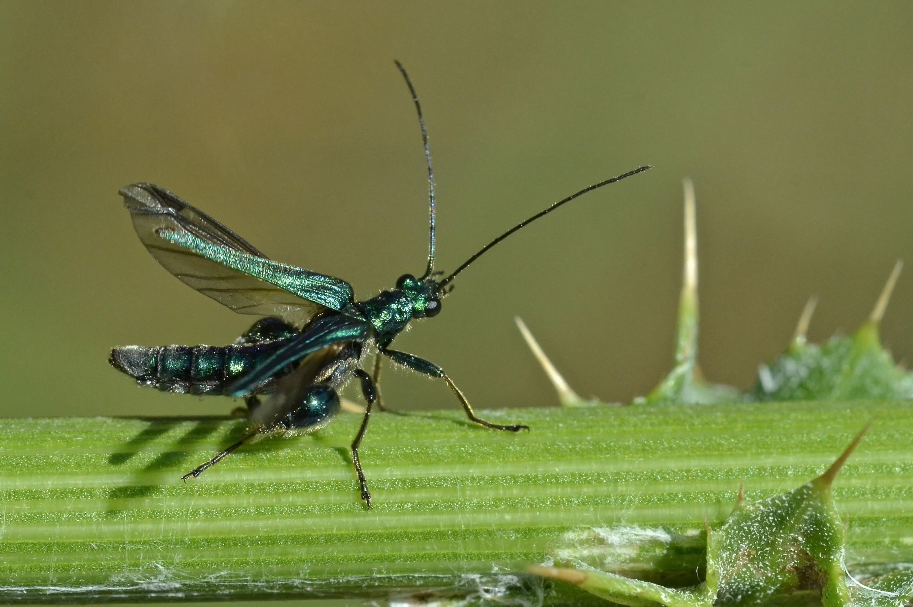 Oedemera virescens