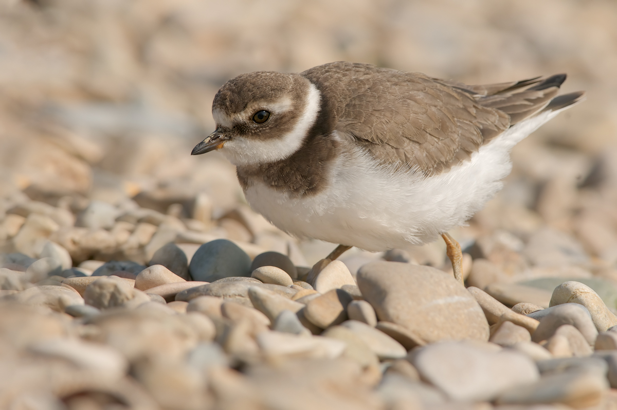 Corriere grosso (Charadrius hiaticula)