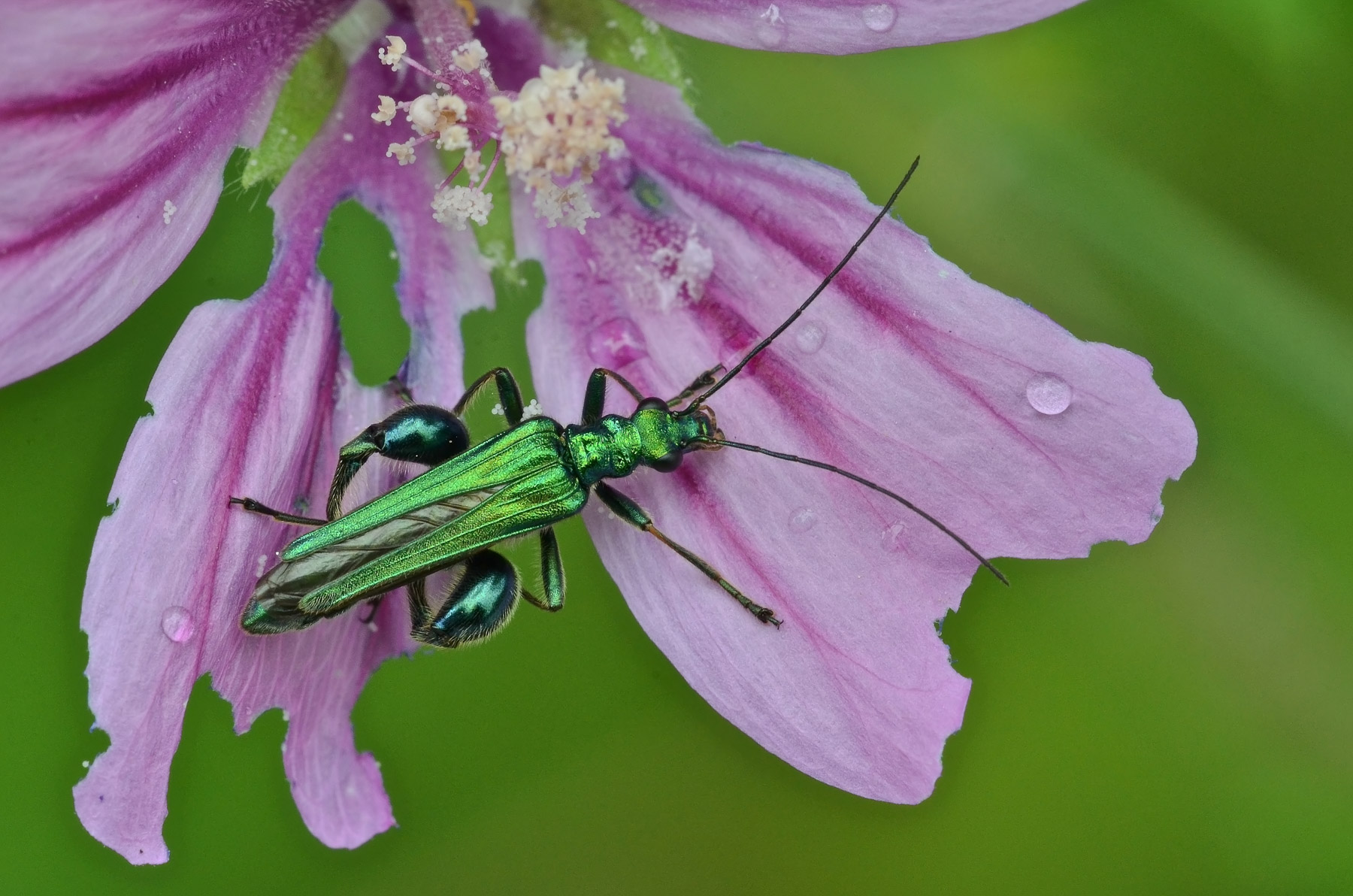 Oedemera...