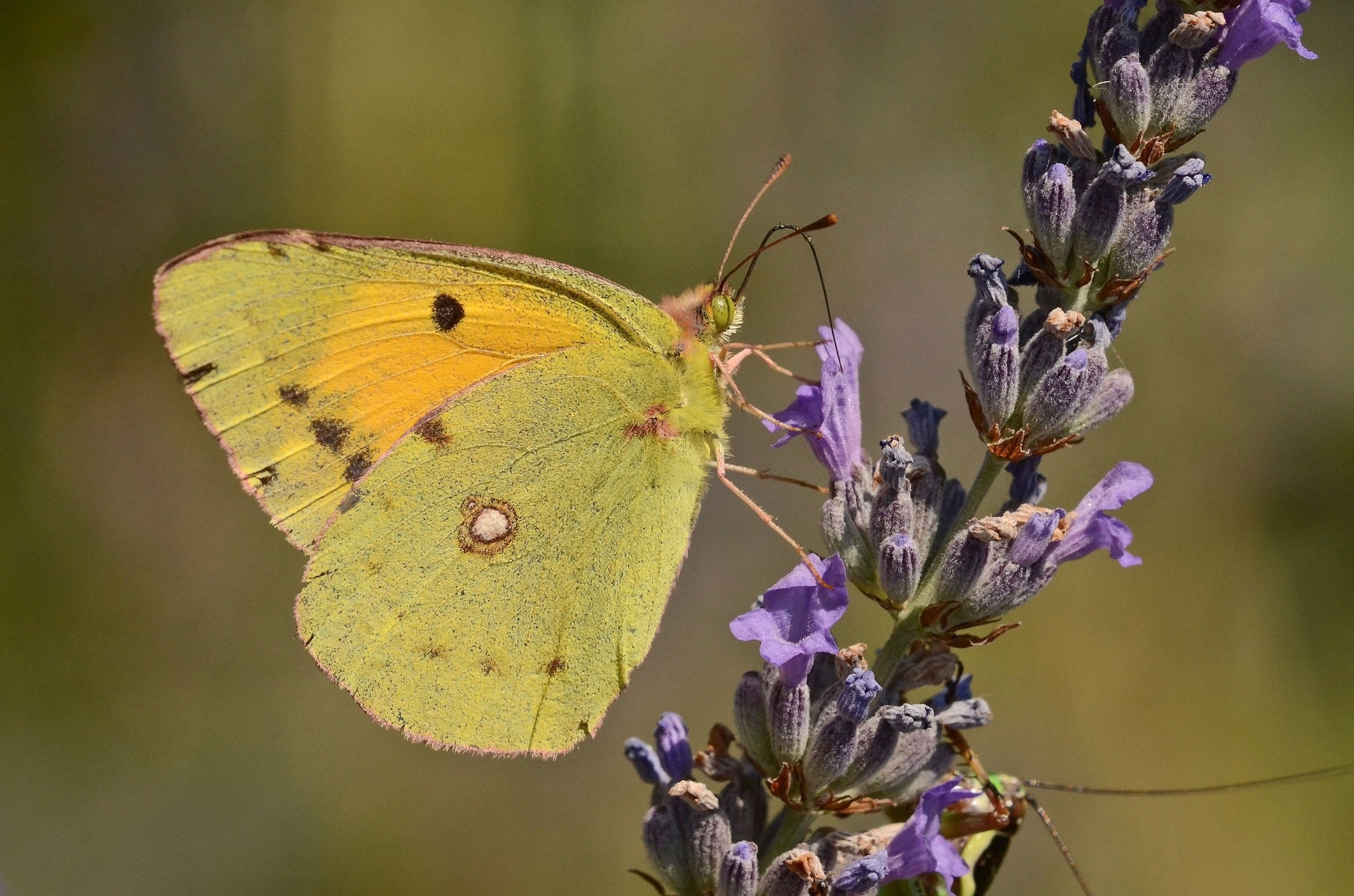 Colias in alimentazione con intruso