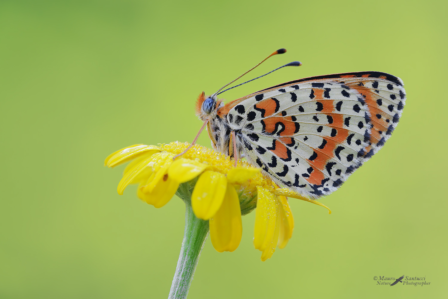 Melitaea-didyma_DSC0465