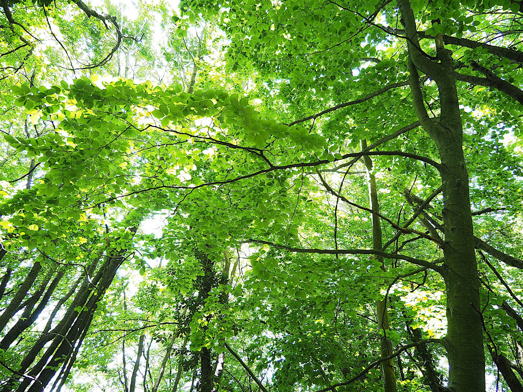 Nel bosco rinverdito