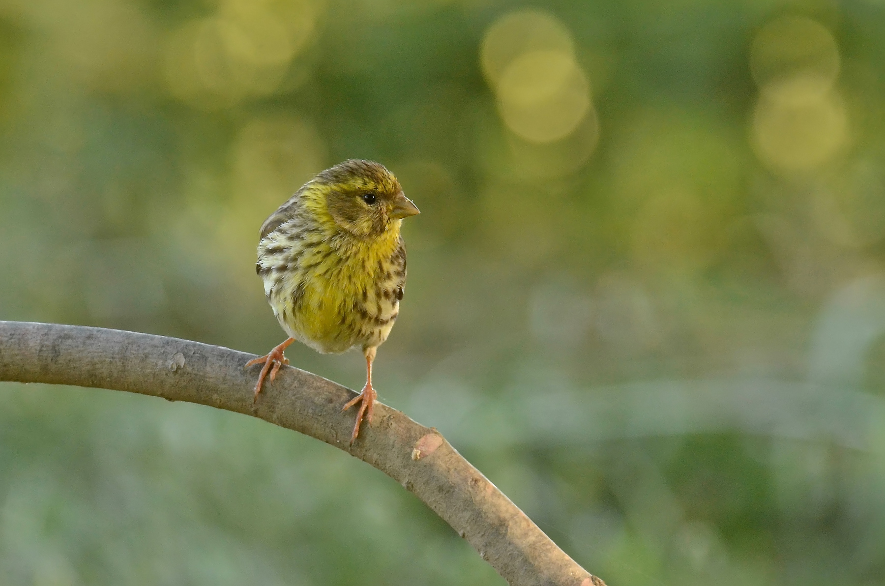 La calda luce del mattino