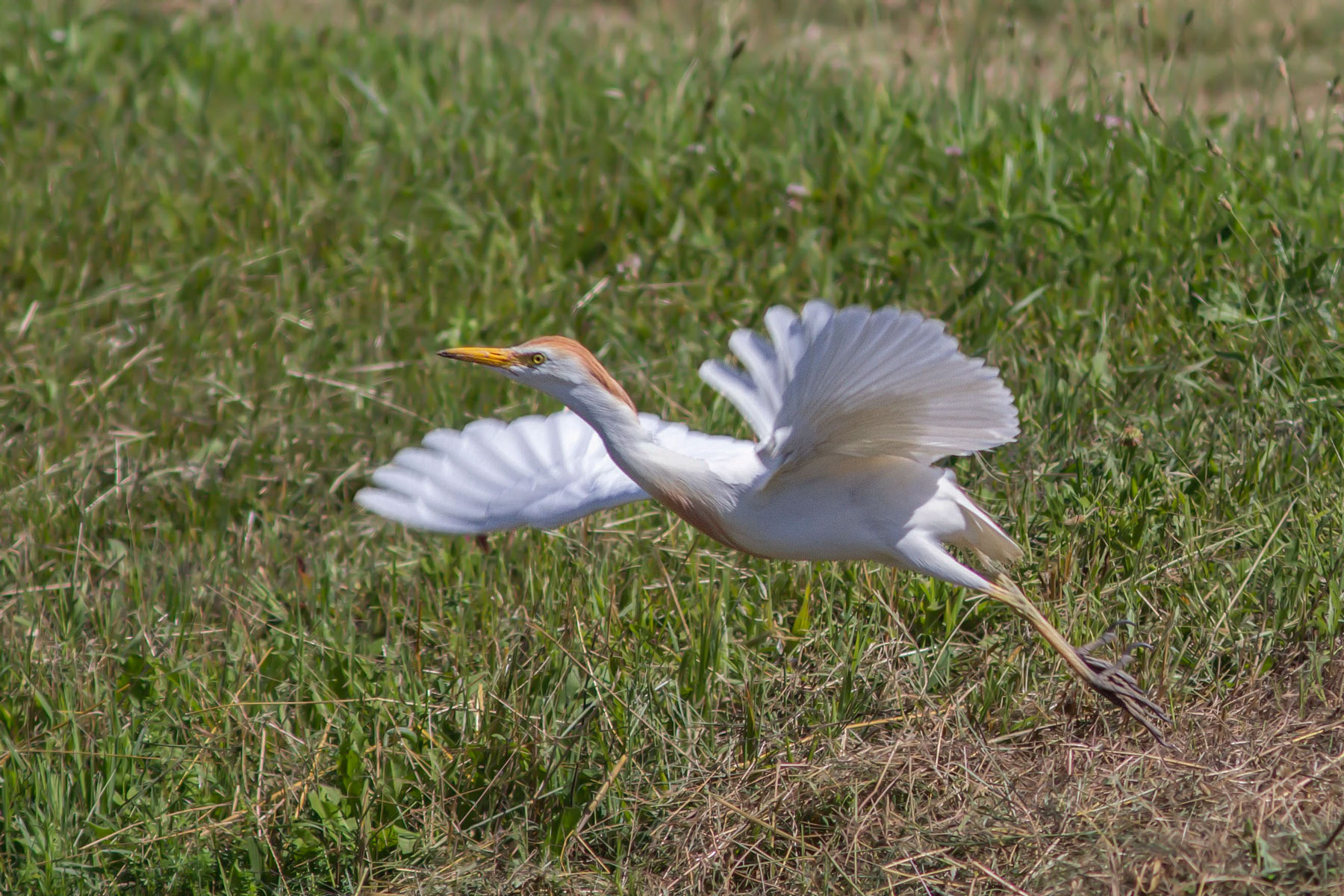 Il decollo dell'Airone Guardabuoi