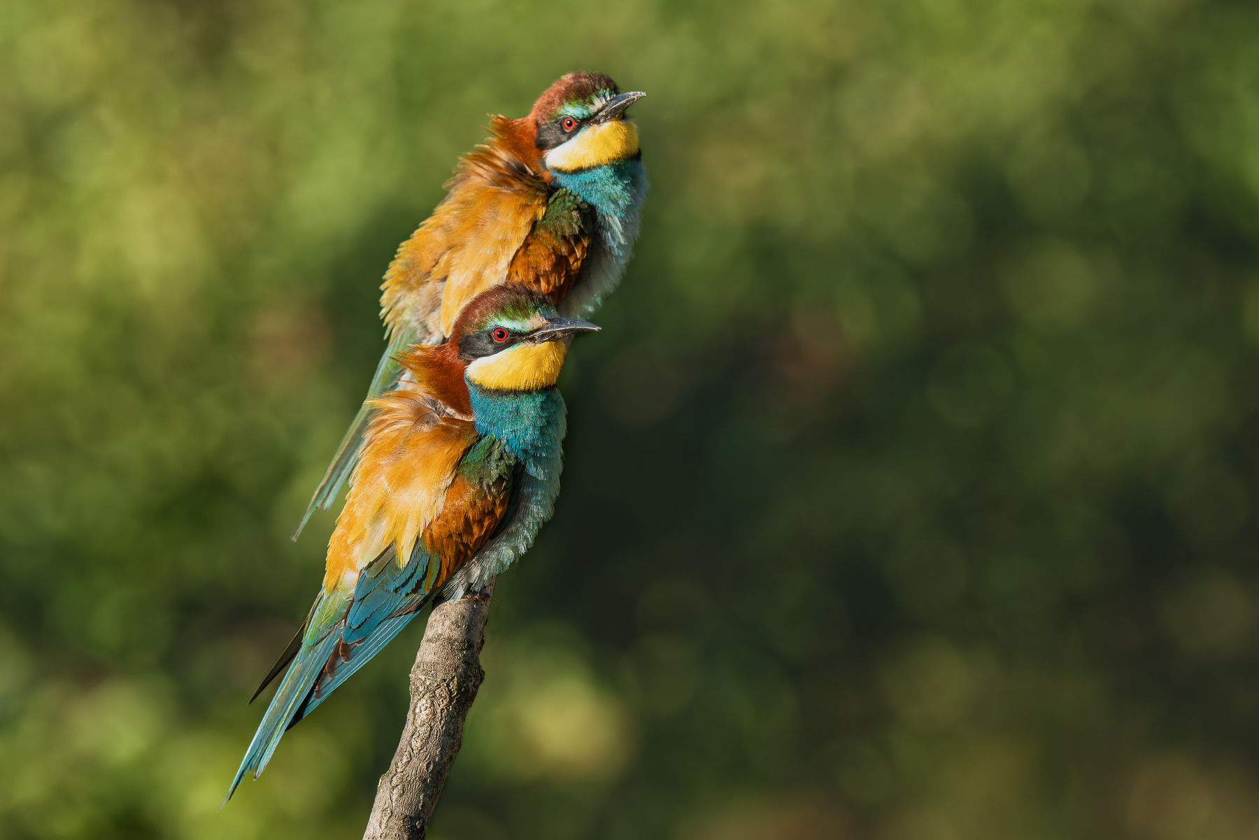 la coppia di gruccioni