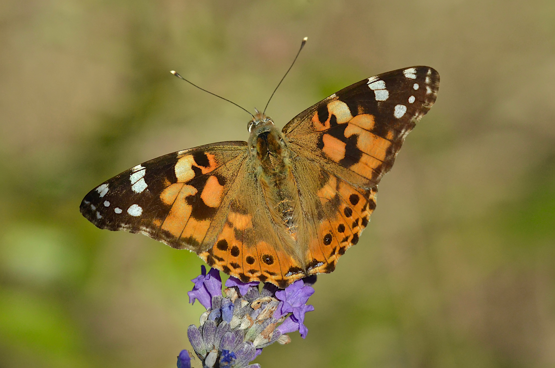 Vanessa cardui