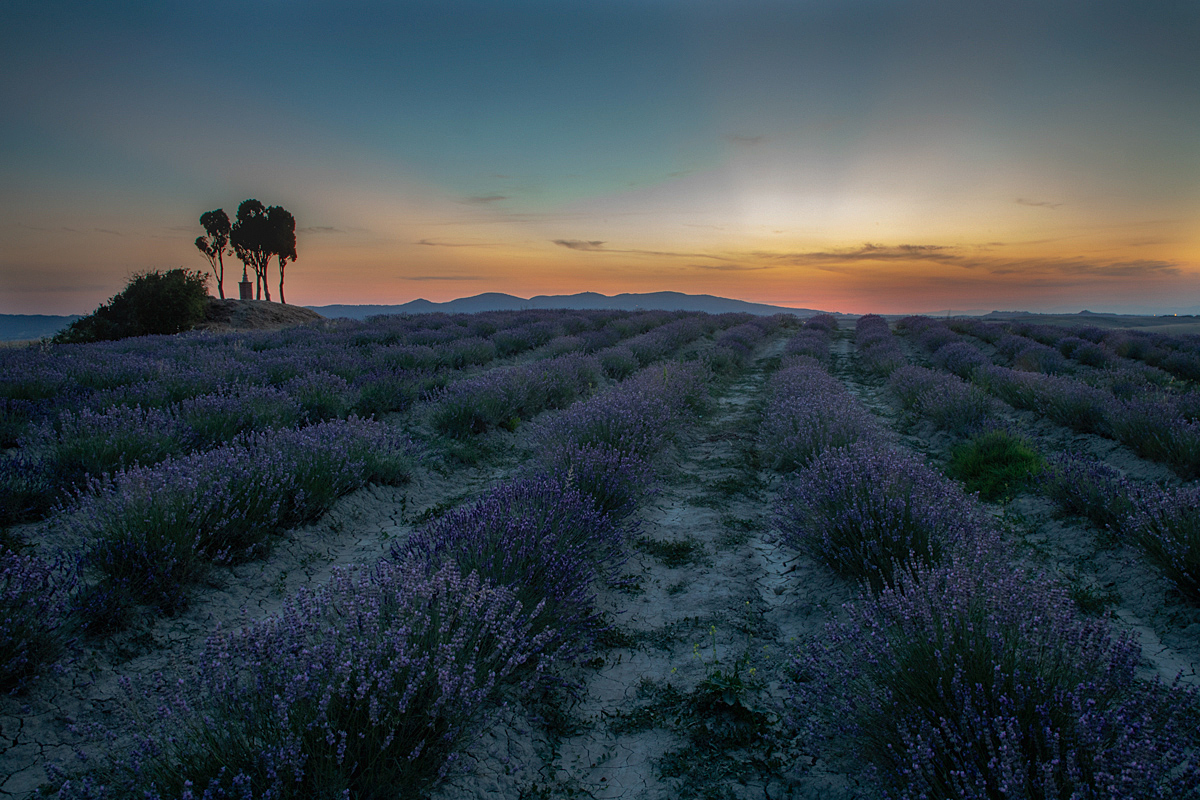 Lavanda al tramonto