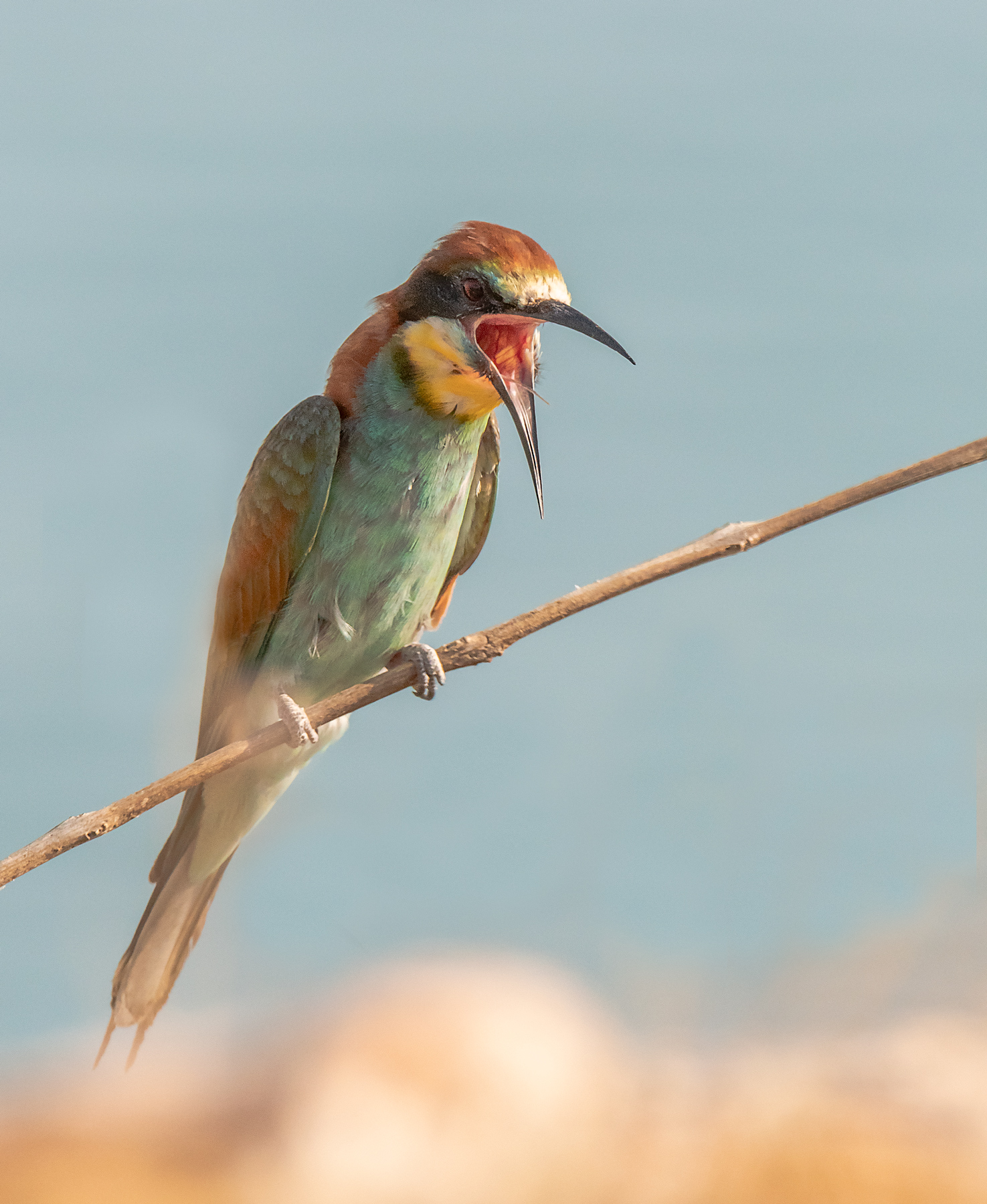 L'urlo del Gruccione