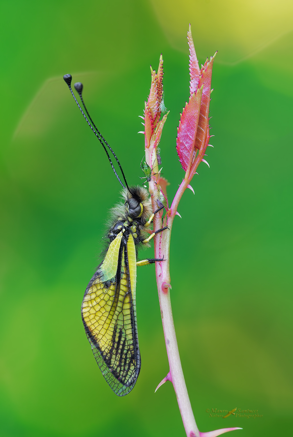 Non si � mai soli_libelloides lacteus_DSC0359