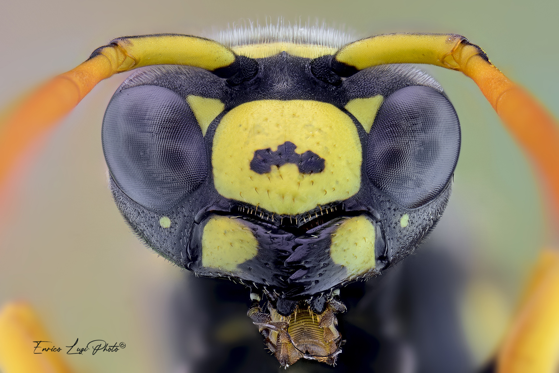 Vespula vulgaris (Linneaus, 1758)