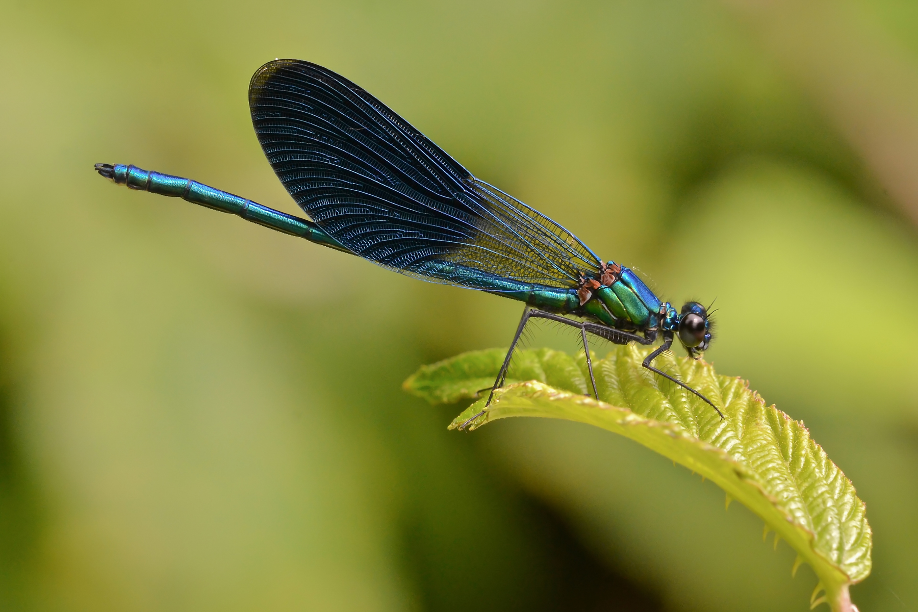 Wild macro (Caleopteryx splendens)
