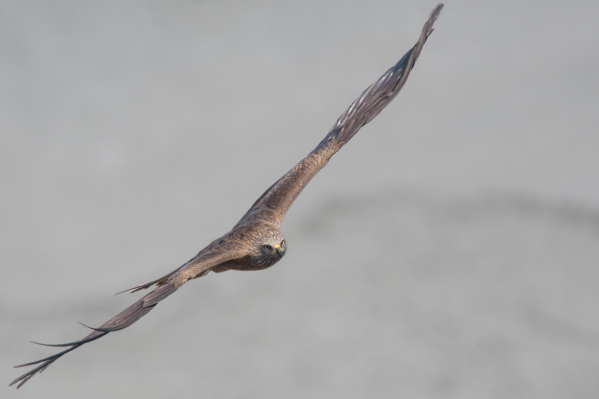 Nibbio bruno (Milvus migrans)