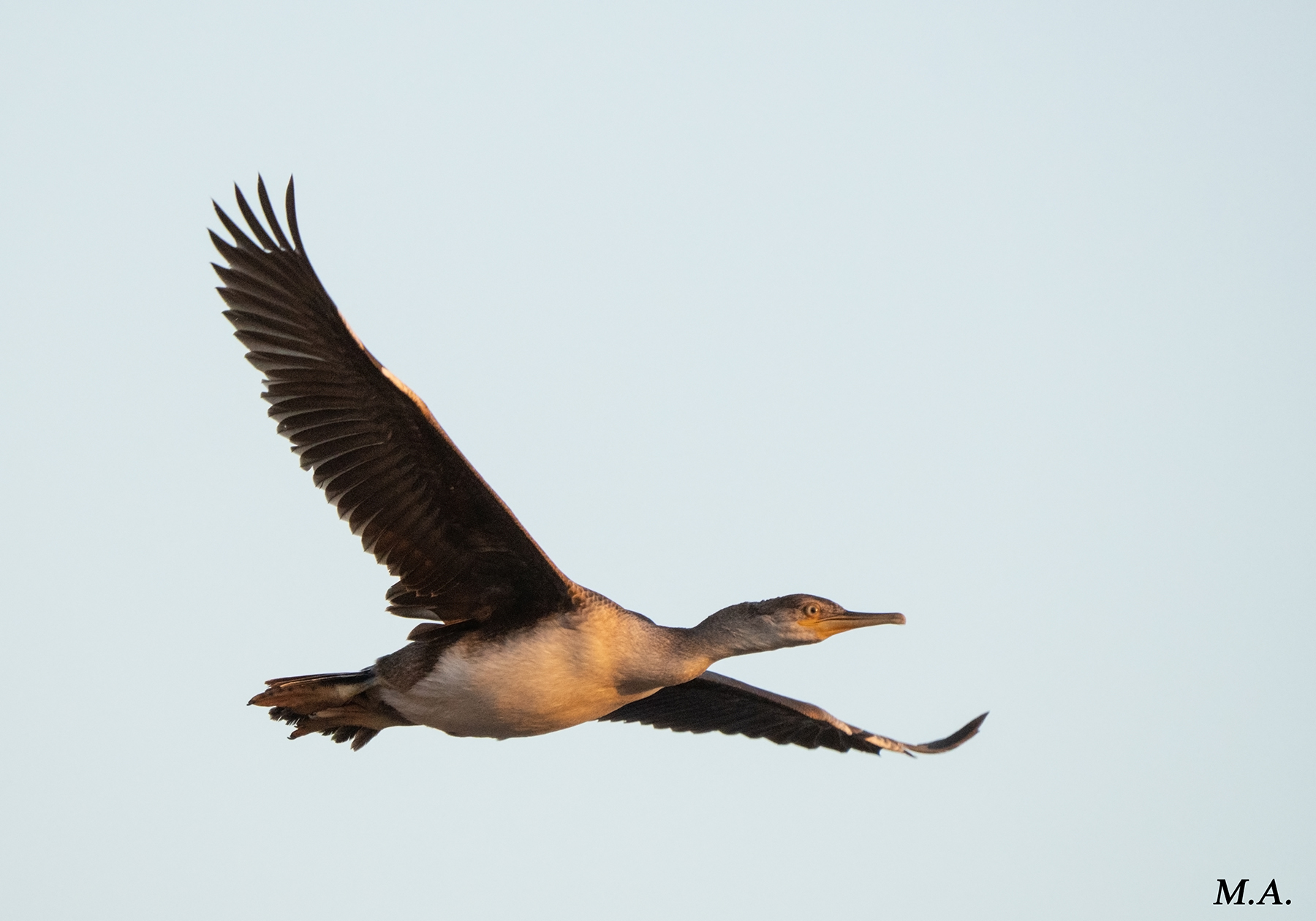 Marangone dal ciuffo in volo
