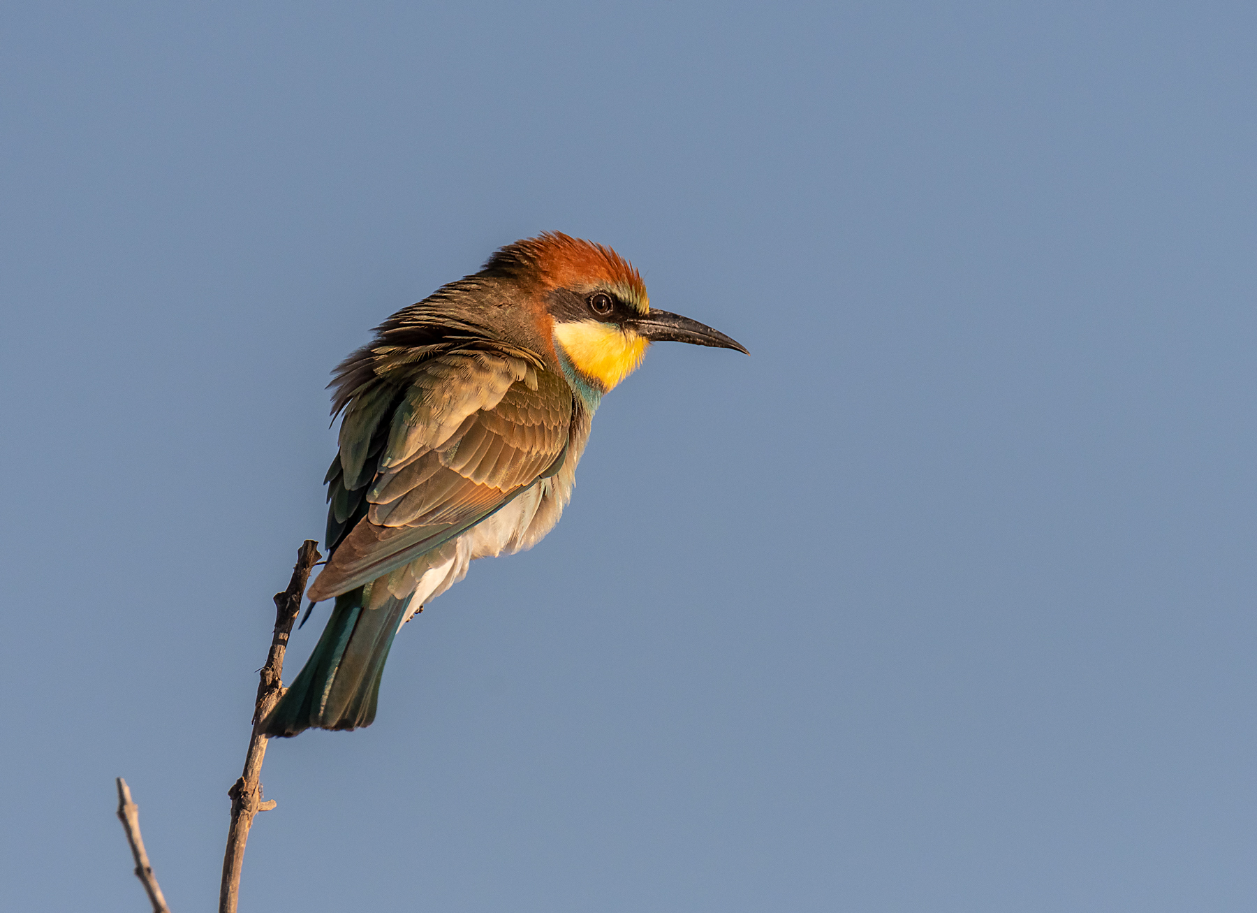 Giovanissimo di Gruccione