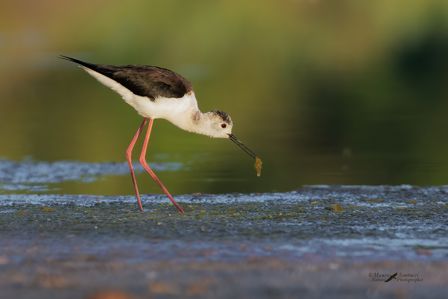 Cavaliere-d'Italia_DSC4899