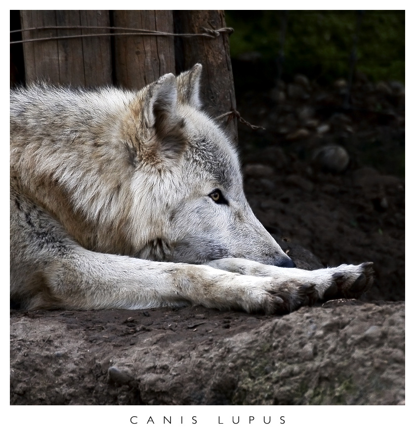 Pensieri da cattivit�