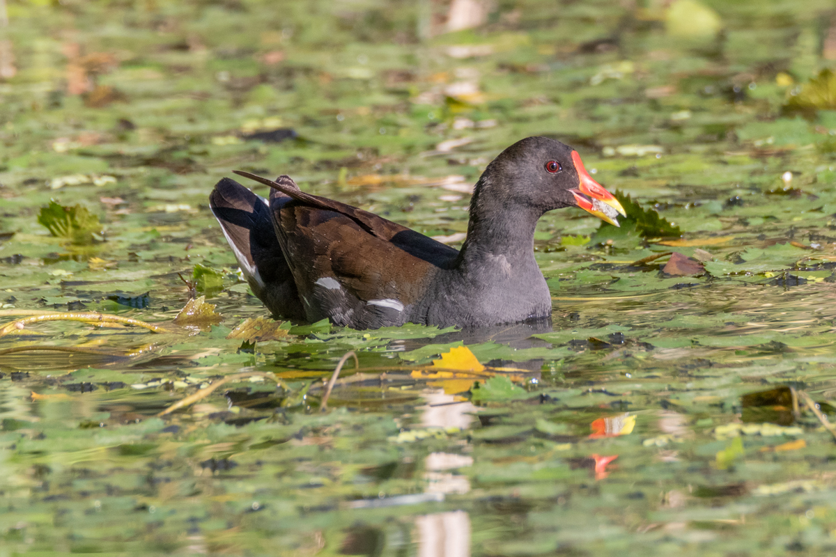 Gallinella d'acqua