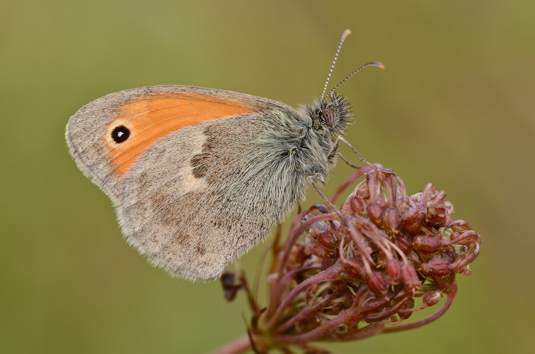 Coenonympha pamphilus