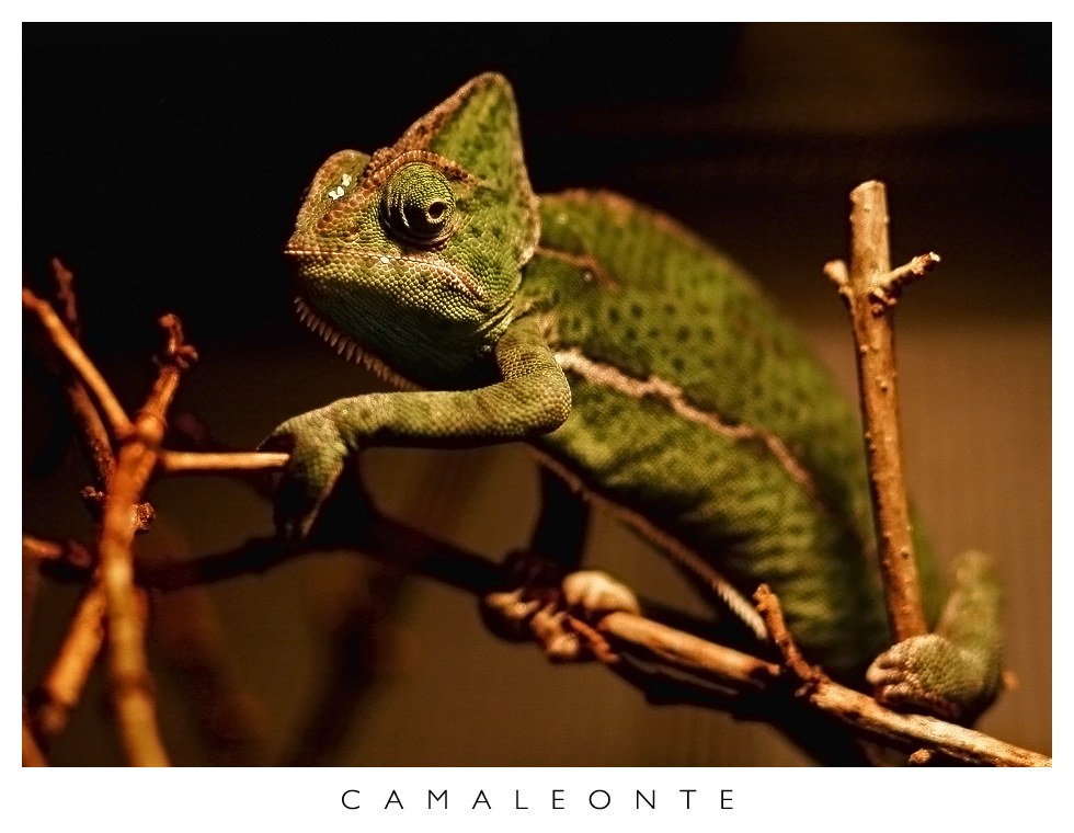 Camaleonte