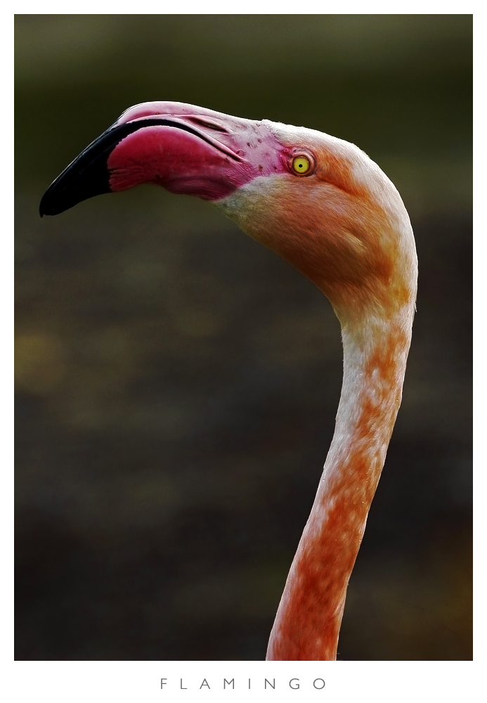 Flamingo Portrait