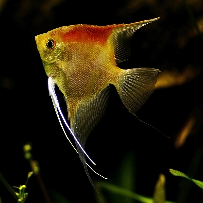 Meraviglia subacquea