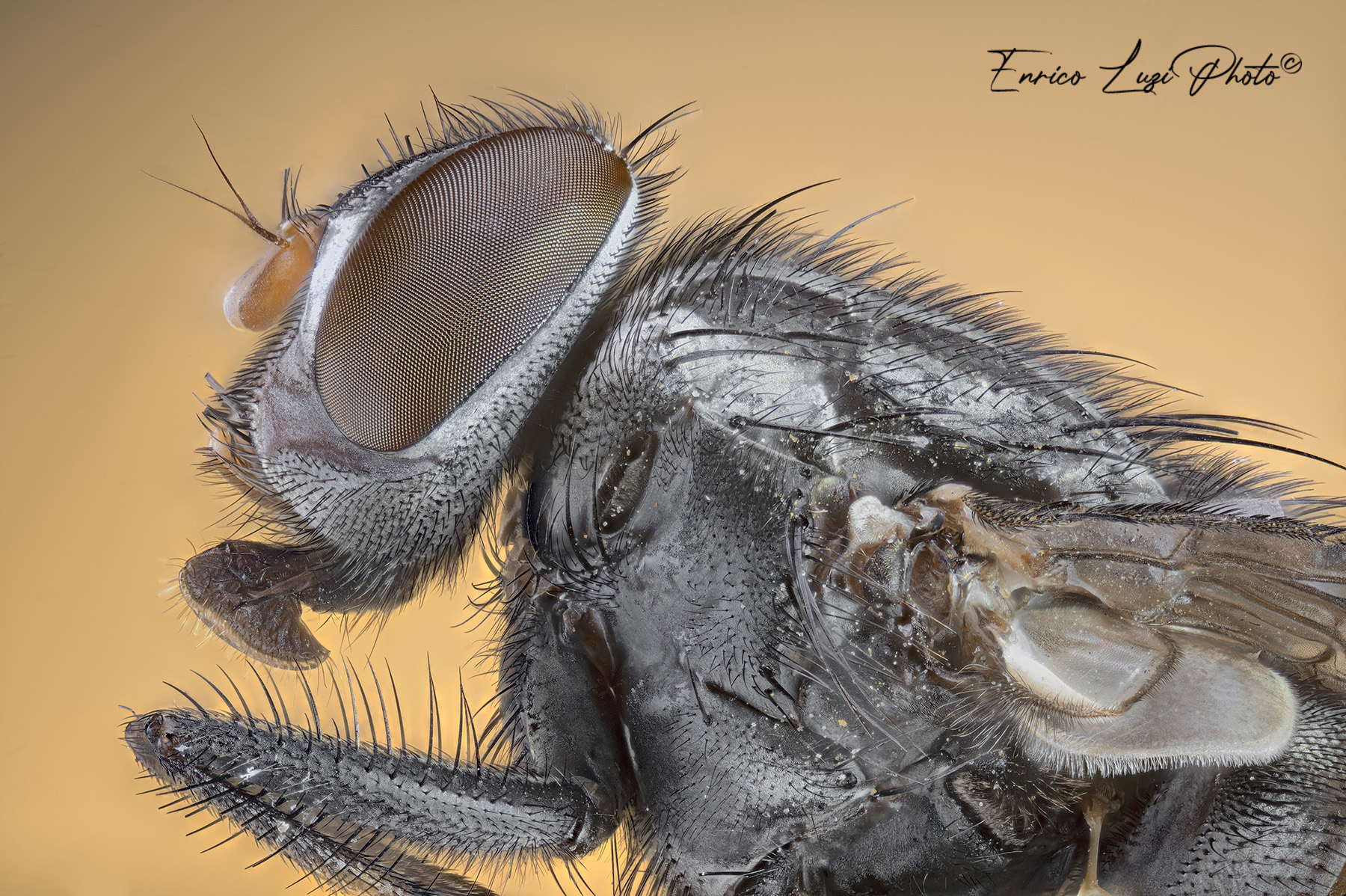 Musca domestica (Linneaus, 1758)