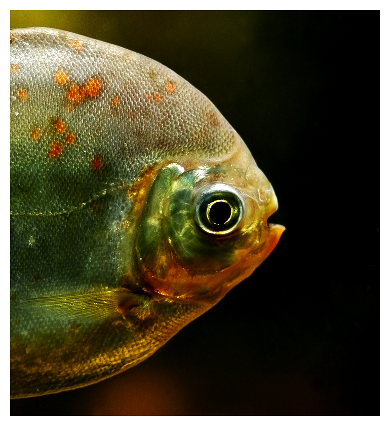 Meraviglia subacquea 3