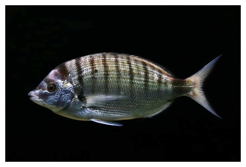 Meraviglia subacquea 4