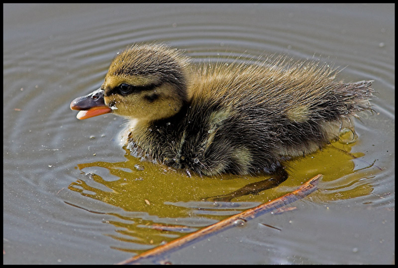 un batuffolo galleggiante