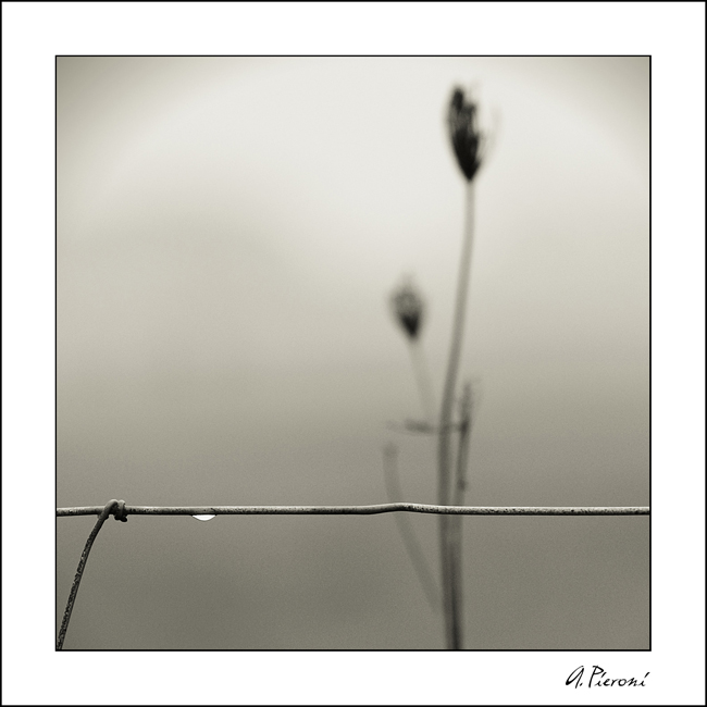 Una lacrima ed un fiore