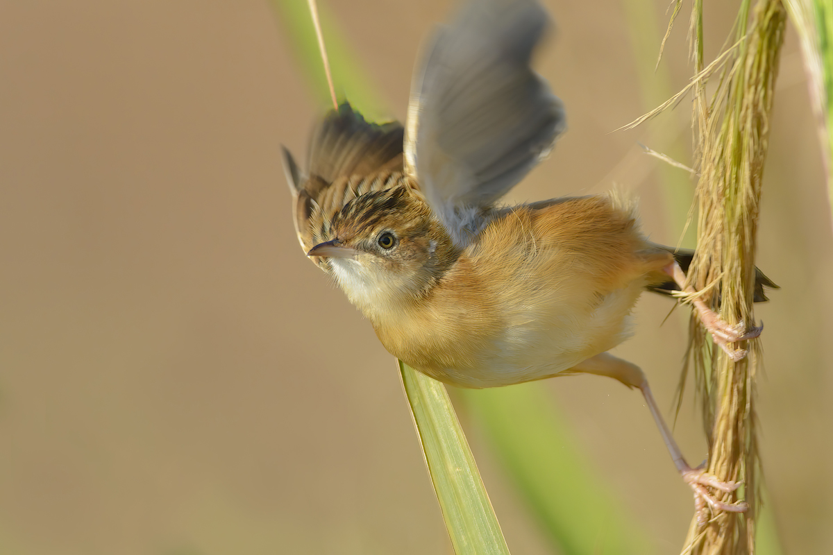 Beccamoschino (Cisticola juncidis)