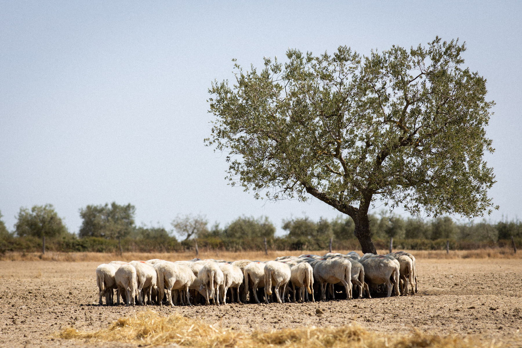 Gregge all�ombra di un olivo