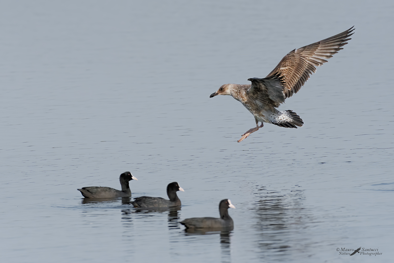 Il-Gabbiano-e-le-tre-comari_DSC5672