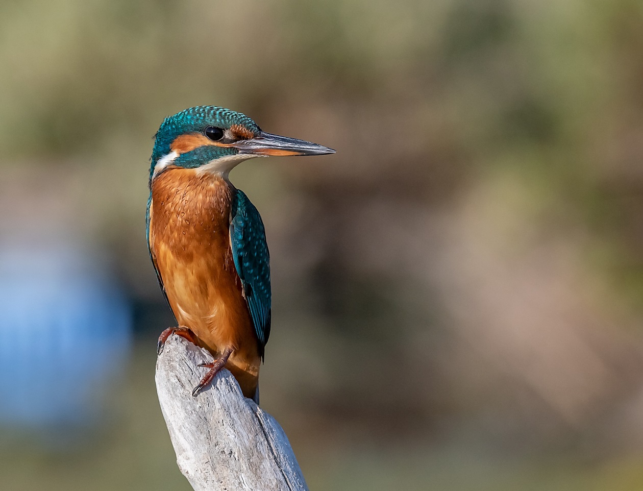 434� Contest: Free4U