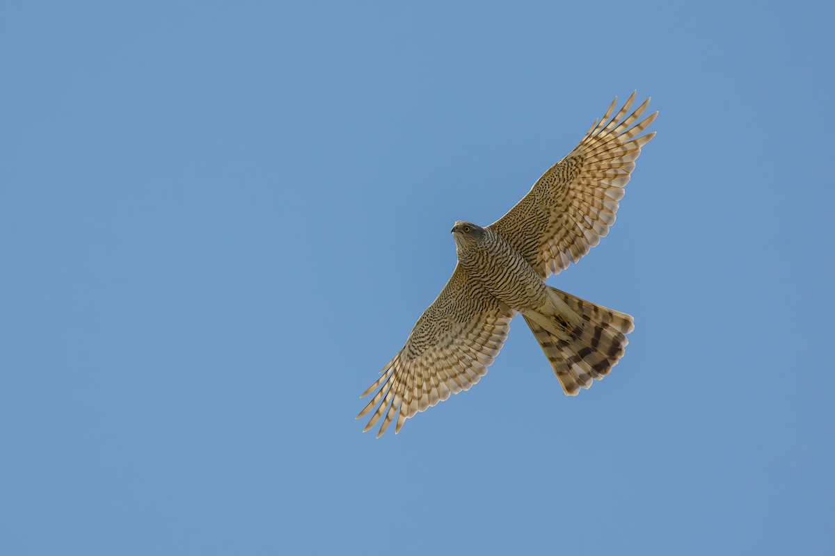 Sparviere (Accipiter nisus)
