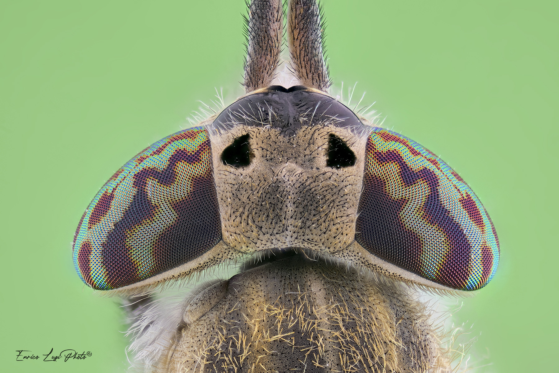 Tabanus bovinus (Linneaus, 1758)