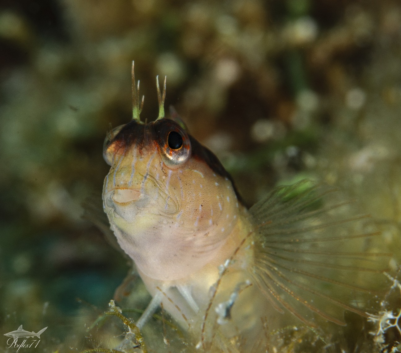 Il principe ranocchio..