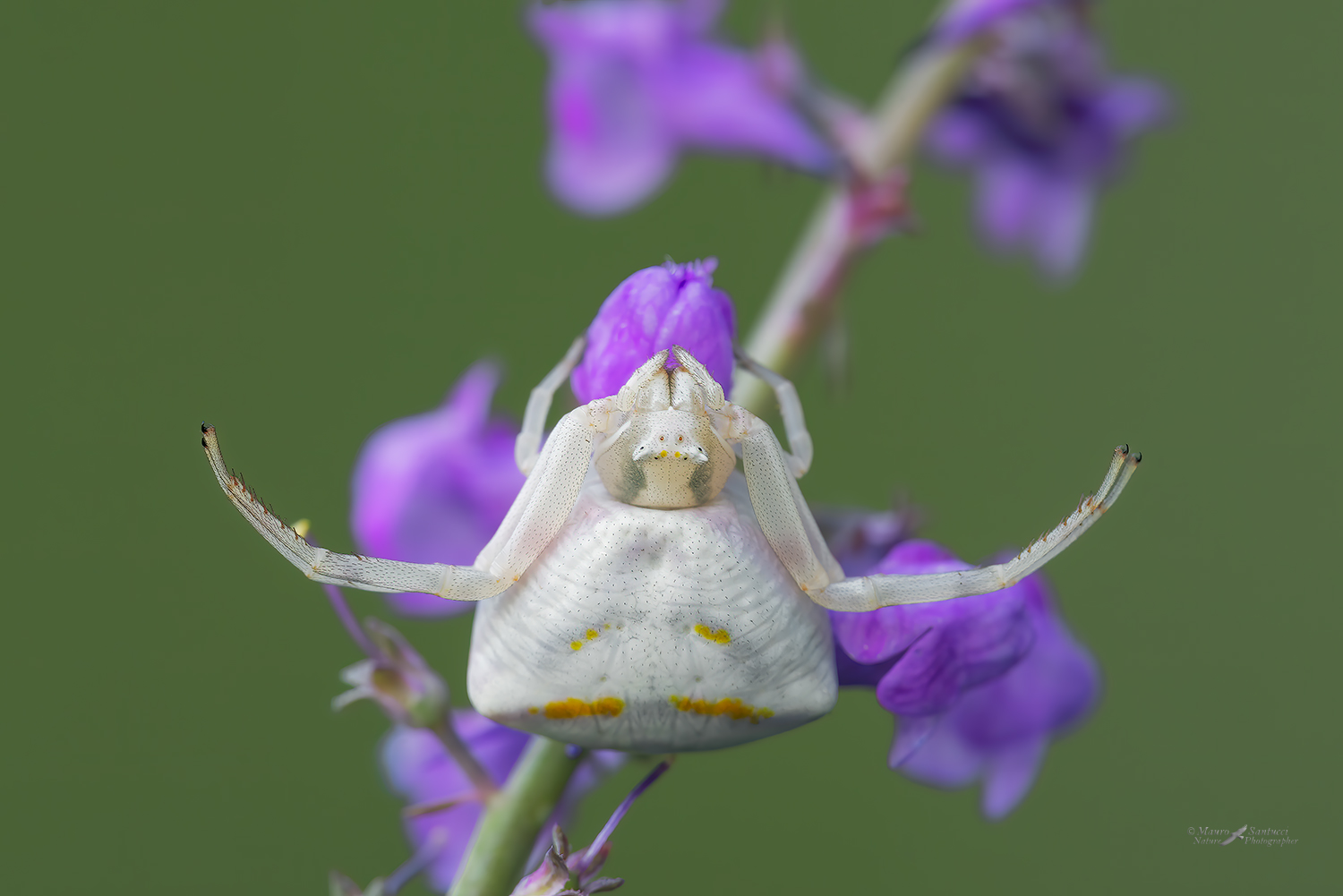 Thomisidae_-Thomisus-onustus_DSC0531