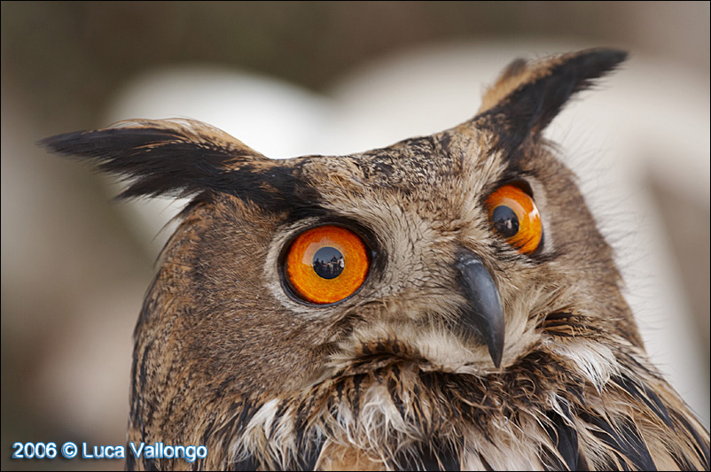 ohhhh... che sguardo