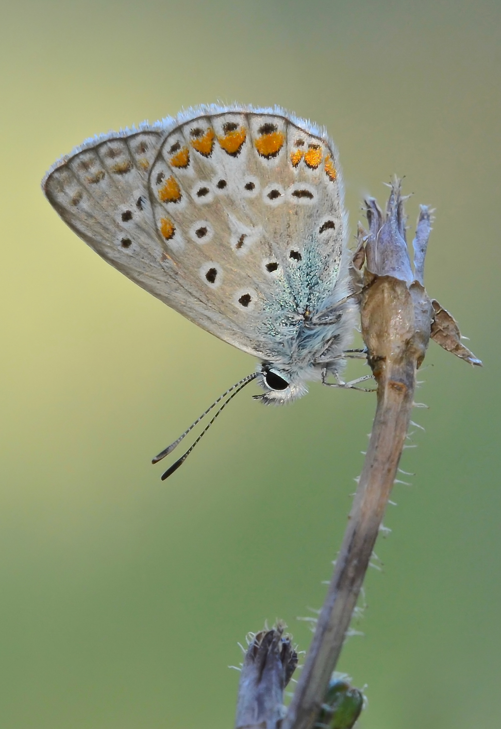 Licenide al tramonto