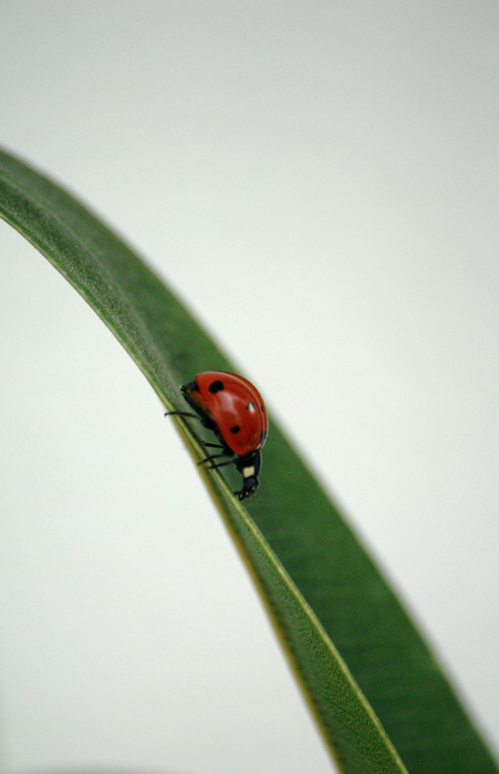 Ladybug