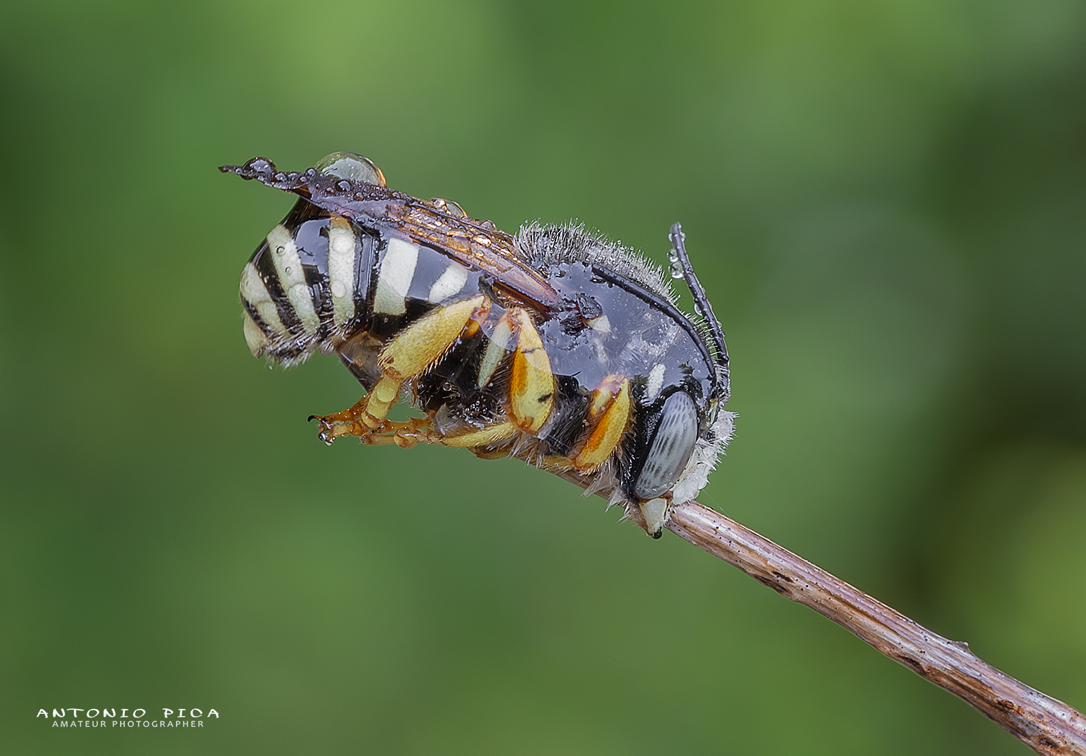 Incastonato nelle gocce di rugiada