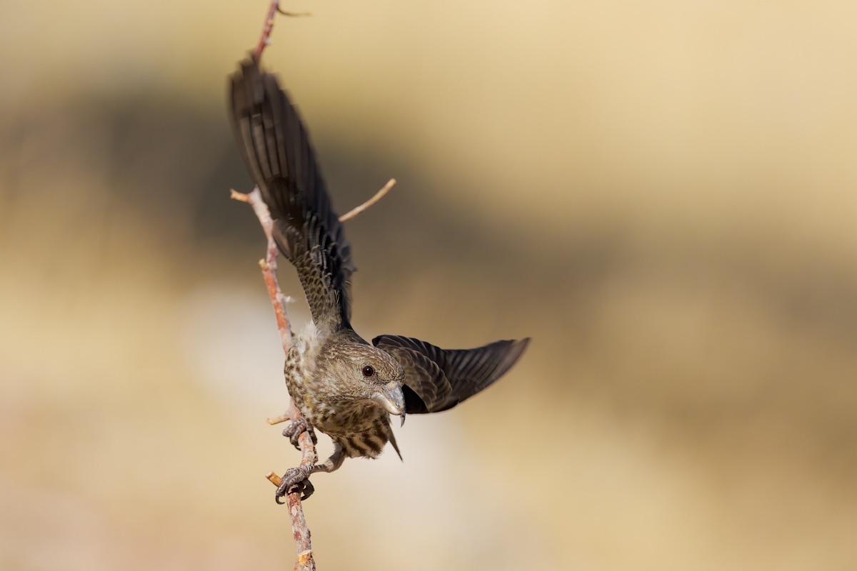 Crociere  (Loxia curvirostra)