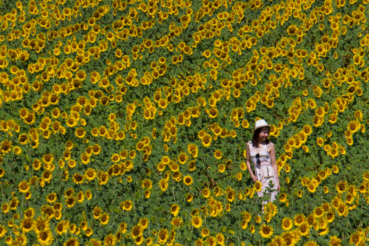 La ragazza ed i girasoli