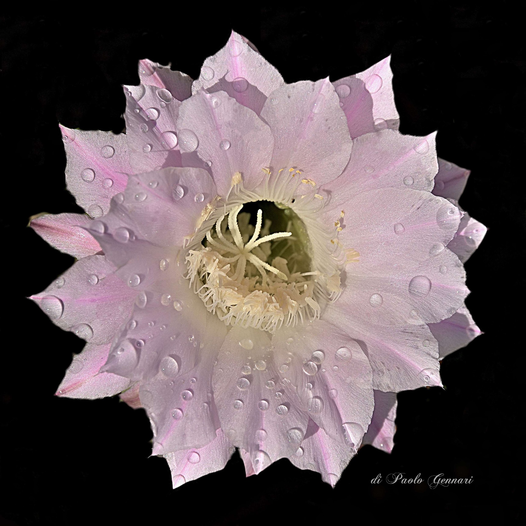 Il fiore di un giorno 2