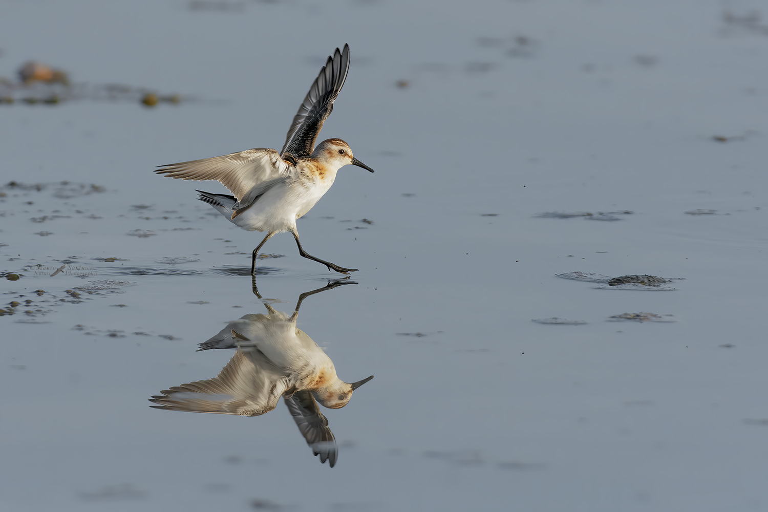 Gambecchio-comune_DSC6453