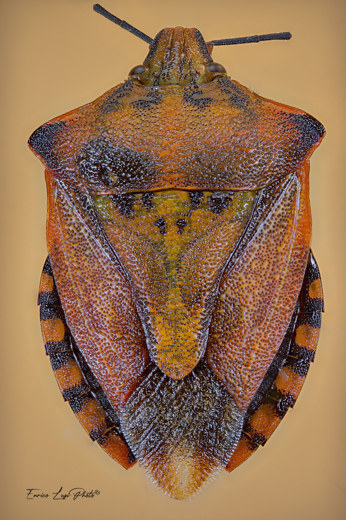 Carpocoris mediterraneus (Tamanini, 1958)